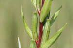 Narrowleaf evening-primrose